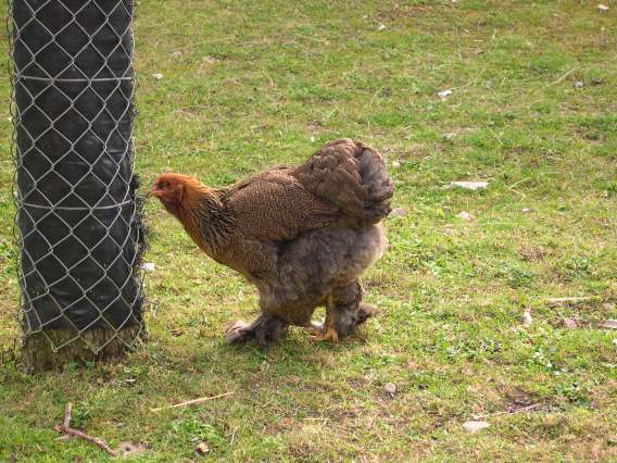 Poules